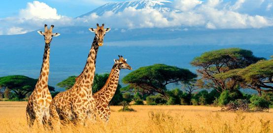Africa