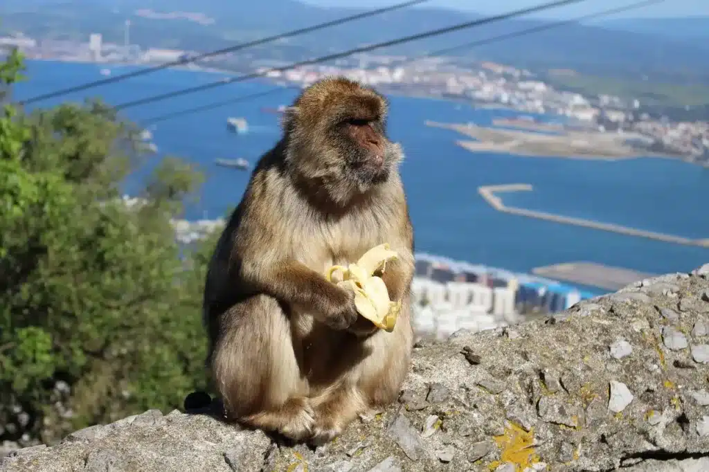 Qué hacer en Gibraltar